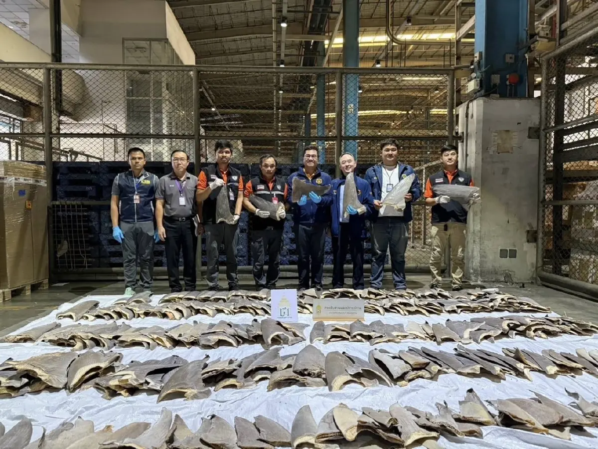 ศุลกากร ตรวจยึด "ครีบปลาฉลาม" ลอบเข้าไทย 402 ชิ้น มูลค่ากว่า 2 ล้าน