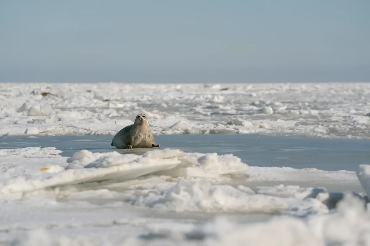 ‘ทะเลแคสเปียน’ กำลังหดตัว น้ำตื้นเหลือแต่ทราย ‘แมวน้ำ’ เสี่ยงสูญพันธุ์