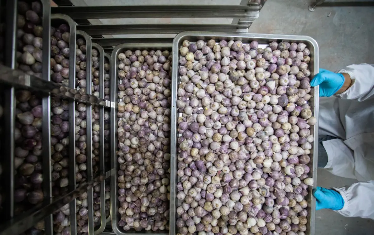 อาหารแห่งอนาคต-สุขภาพโต  กำแพงภาษี-เศรษฐกิจโลกไม่ใช่อุปสรรค