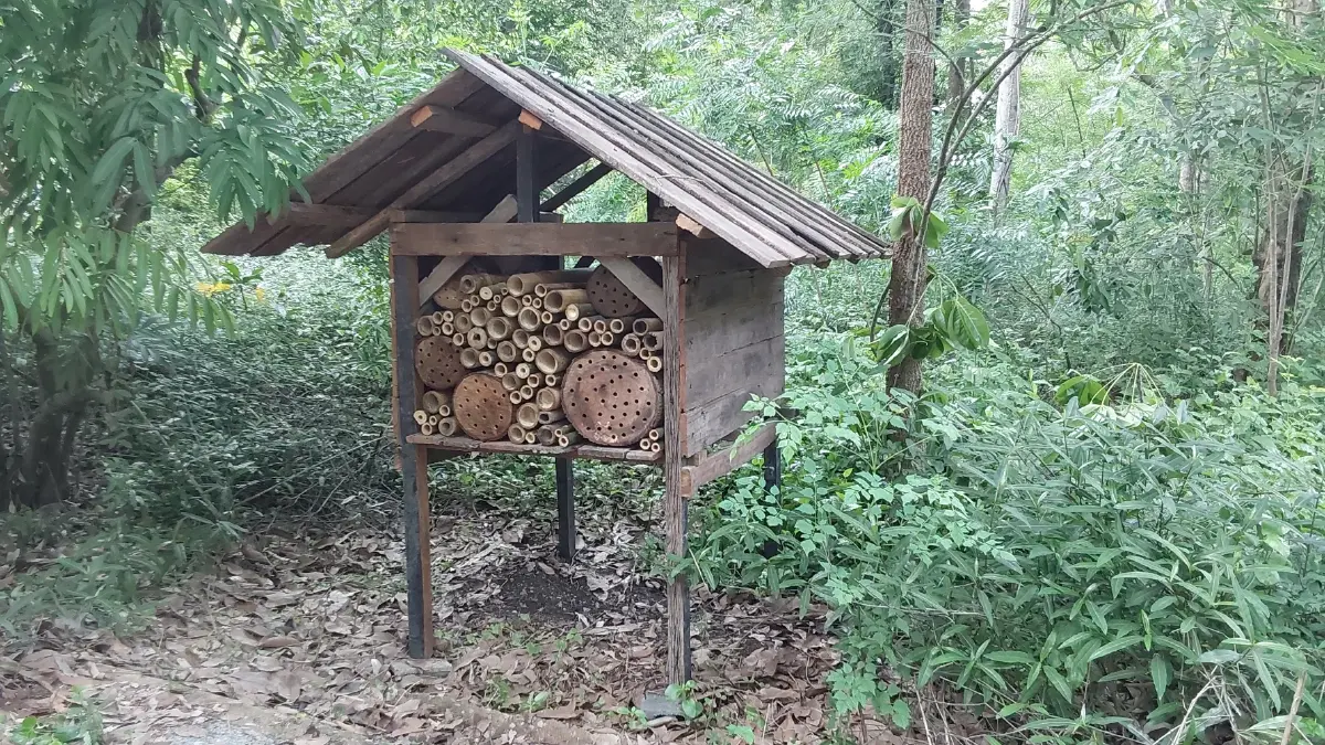 วันผึ้งโลก กับ คอนโดแมลง เพิ่มรายได้เกษตรกร เพิ่ม GDP ประเทศ