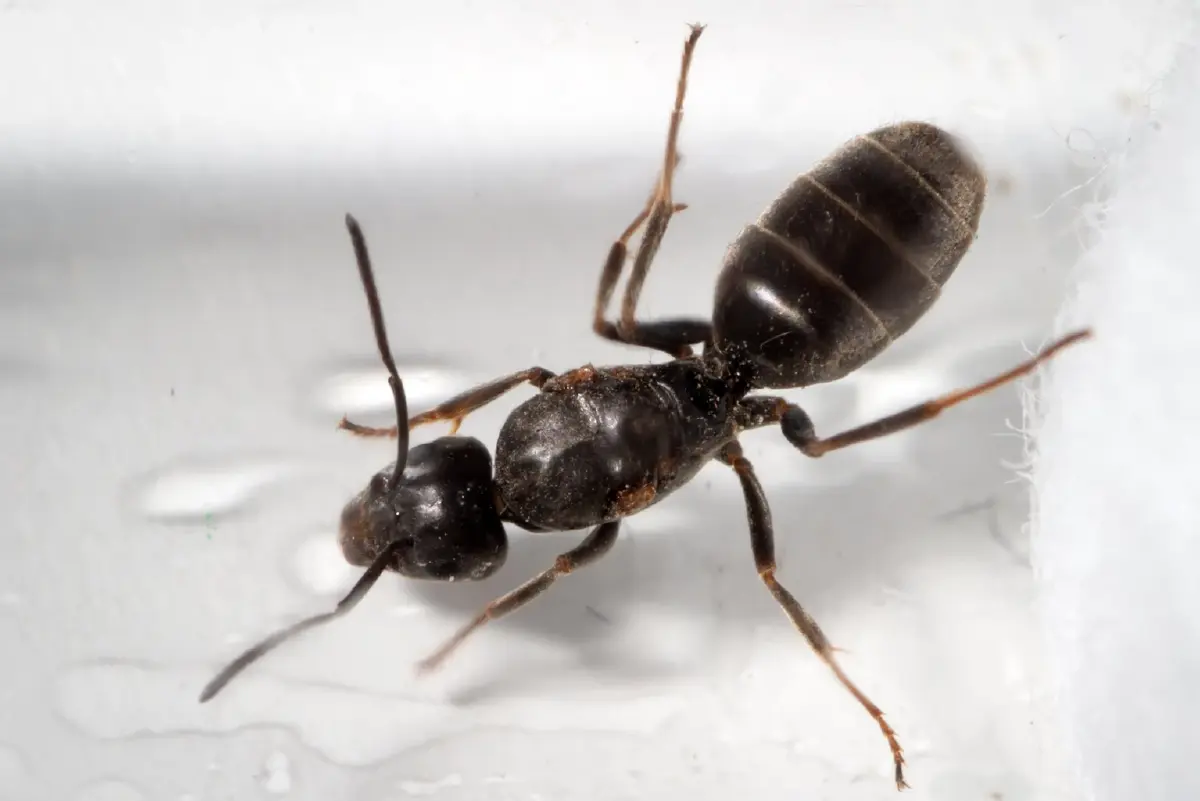 ‘มดเหม็น’ นับล้านตัว ยกทัพบุกทำลายโครงสร้างอาคารใน ‘เยอรมนี’