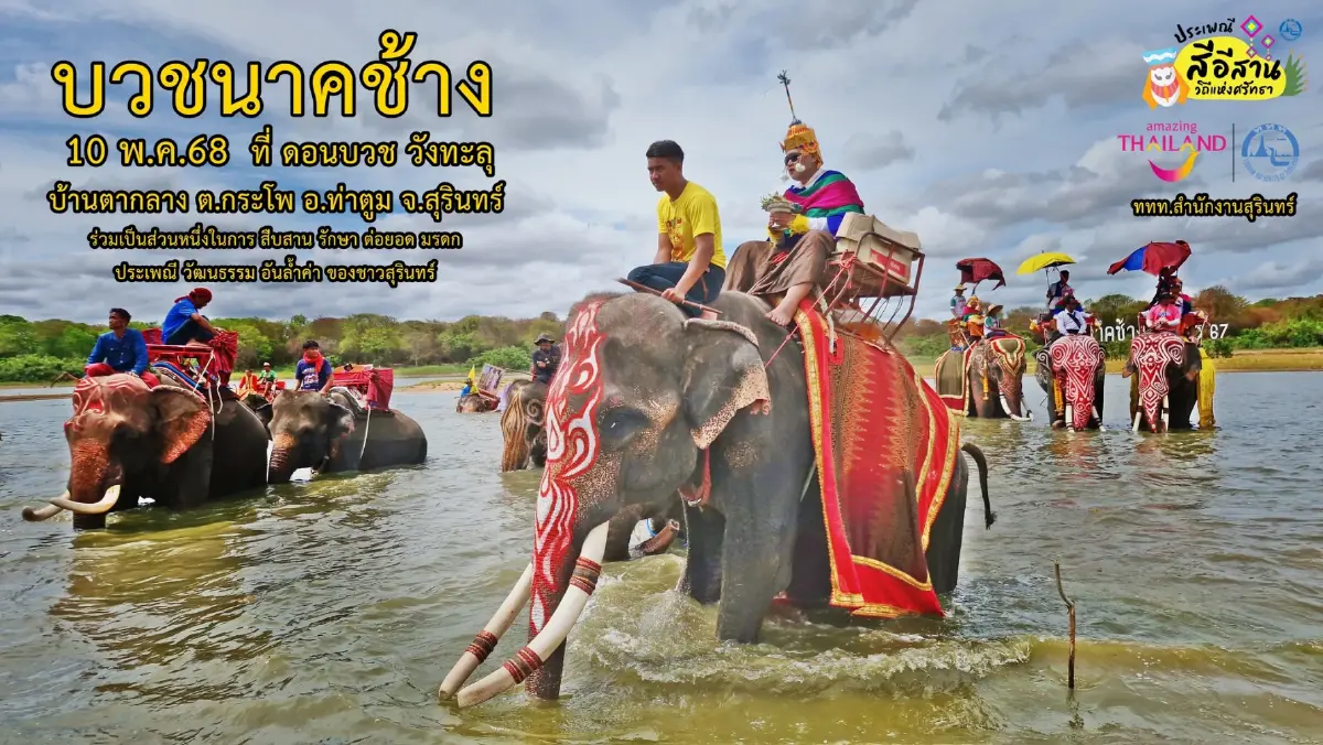 หนึ่งปีมีครั้ง 'ประเพณีบวชนาคช้าง' จ.สุรินทร์ วันที่ 10 พ.ค. 68