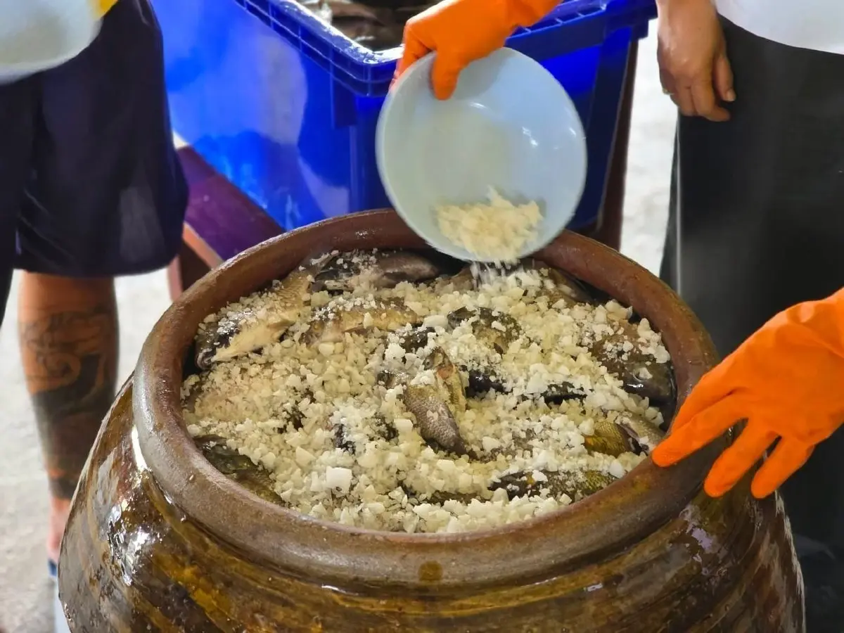 จบเส้นทางปลาหมอคางดำ เอเลี่ยนสปีชีส์ สู่น้ำปลาดีคู่ครัวไทย