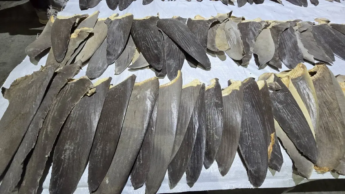 ศุลกากร ตรวจยึด "ครีบปลาฉลาม" ลอบเข้าไทย 402 ชิ้น มูลค่ากว่า 2 ล้าน