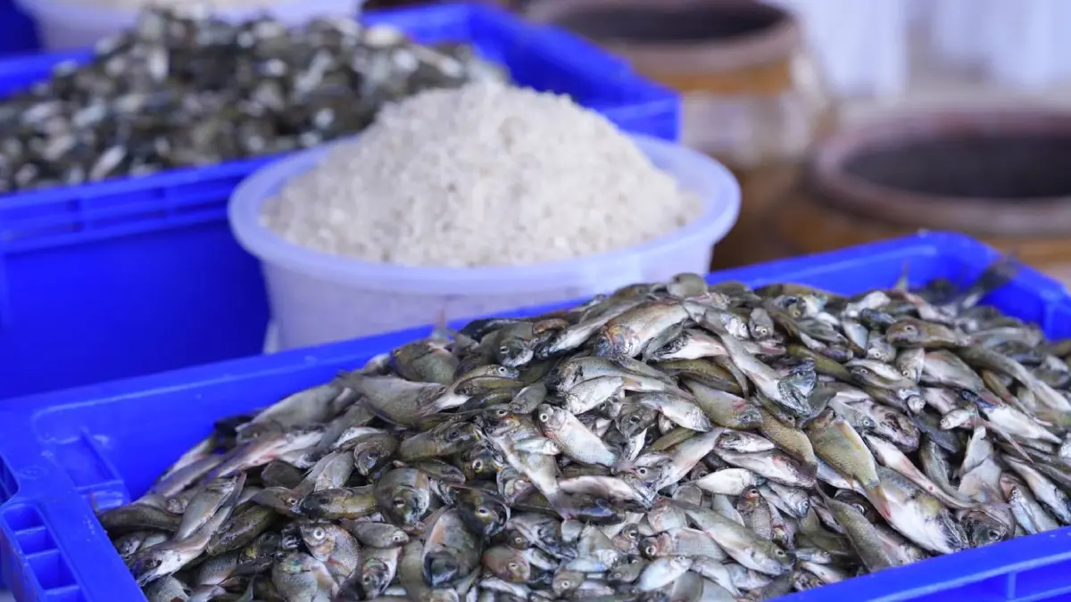 จบเส้นทางปลาหมอคางดำ เอเลี่ยนสปีชีส์ สู่น้ำปลาดีคู่ครัวไทย