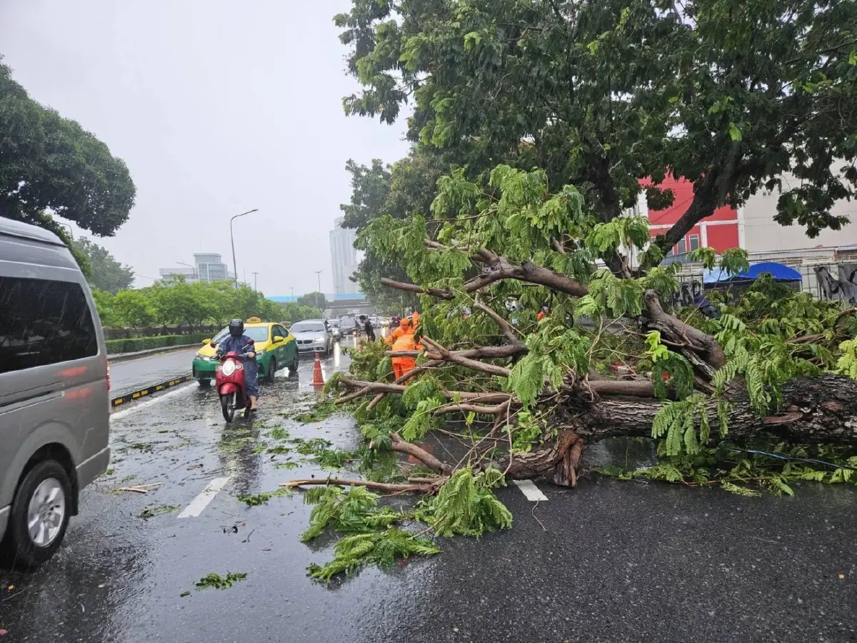 ฝนถล่มกรุง! ต้นไม้ล้มขวางถนนหลายจุด แนะเลี่ยงเส้นทาง