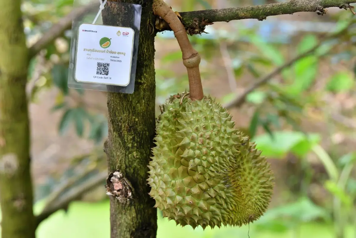 กรมทรัพย์สินทางปัญญา นำร่องระบบ GI SMARTTRACE  ทุเรียนนนท์