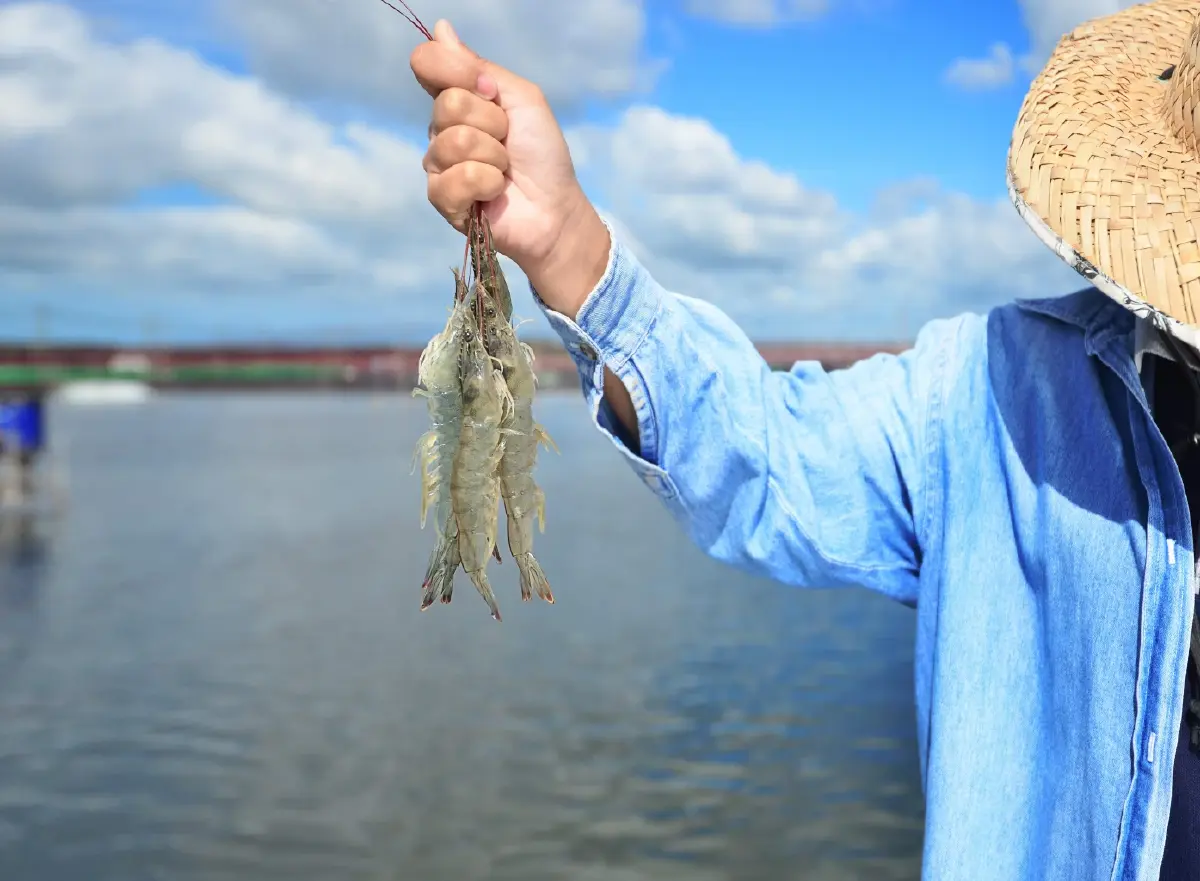 ไทยยูเนี่ยน จับมือ ADB เปิดตัว Blue Loan หนุนเพาะเลี้ยงกุ้งไทยสู่ความยั่งยืน