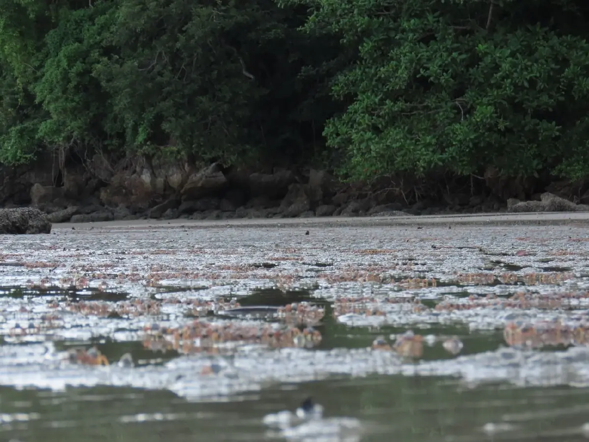 'ปูทหาร' นับแสนเดินขบวนแน่นหาดเขาแบนะ จ.ตรัง ตัวไหนลงรูผิด โดนไล่ทันที