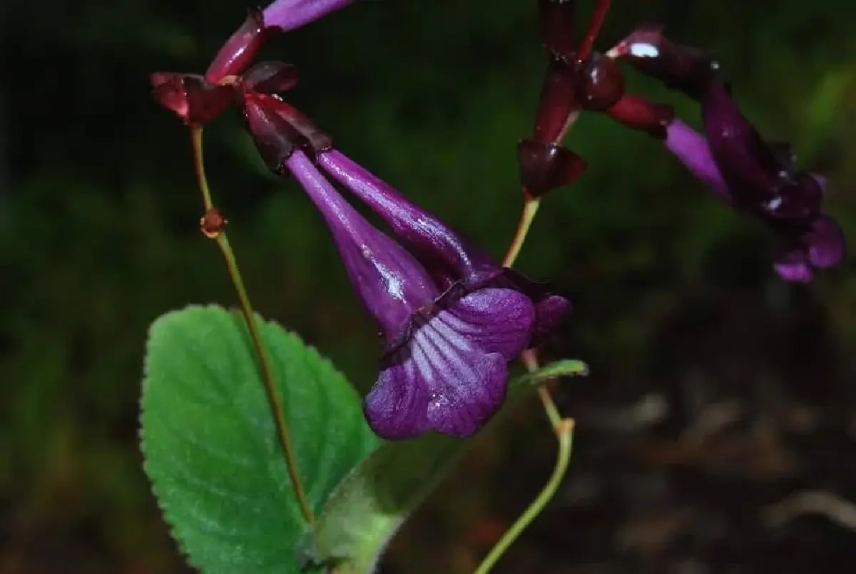 ดอกนี้หายากมาก 'ข้าวก่ำผา' endemic พบที่เดียวในโลก ประเทศไทย