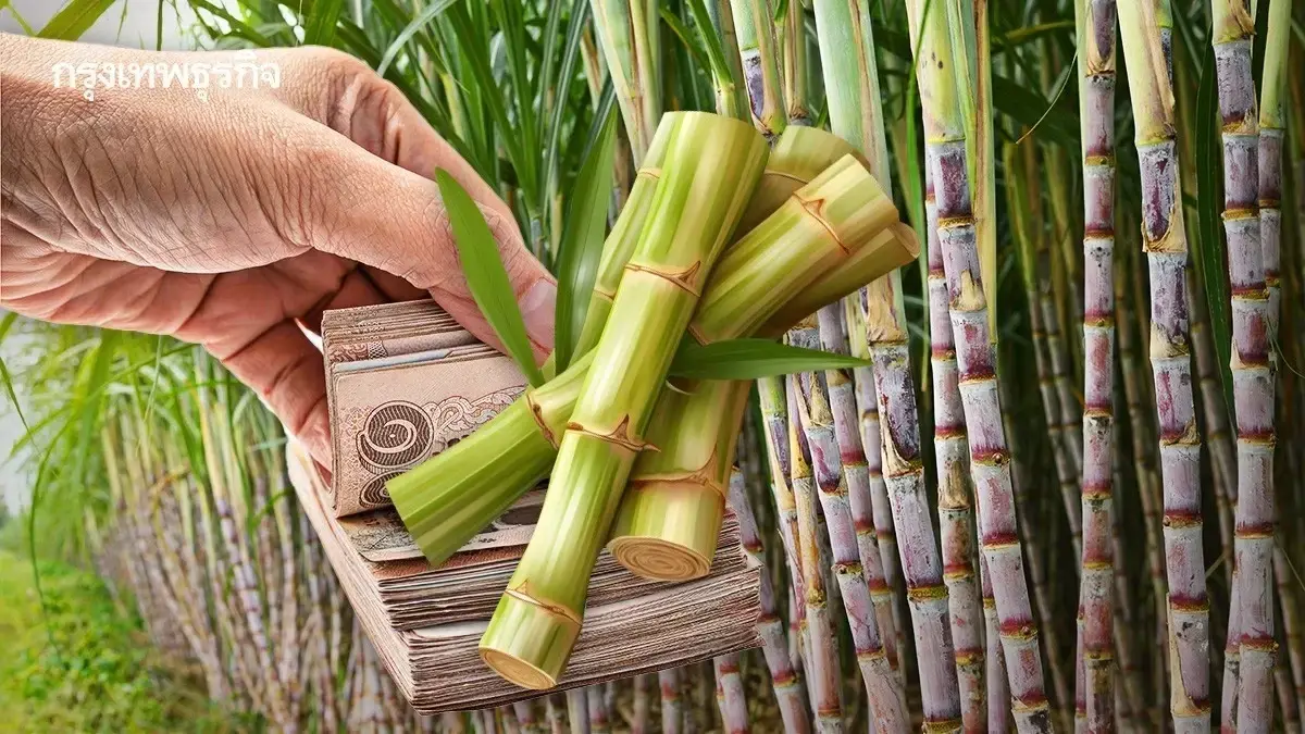 รัฐจ่ายเงินชดเชย 69 บ./ตัน ชาวไร่อ้อยตัดสด งวดแรก ก.ค. 68 แอปทางรัฐ