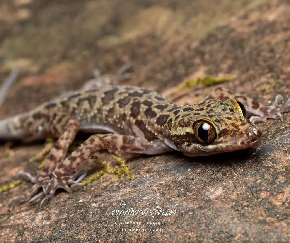 เปิดม่านปริศนา นักพรางตัวภูลังกา 'ตุ๊กกายจารุจินต์' สุดลึกลับ