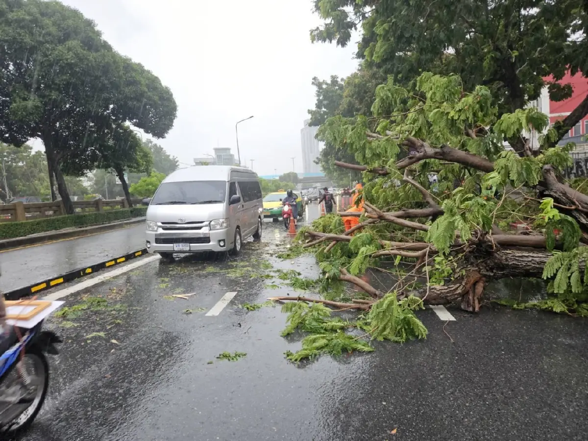 ฝนถล่มกรุง! ต้นไม้ล้มขวางถนนหลายจุด แนะเลี่ยงเส้นทาง