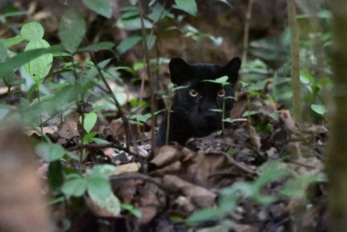ภาพล่าสุด เสือดำ สุดสง่า เดินอวดโฉมนทท. อุทยานแห่งชาติแก่งกระจาน