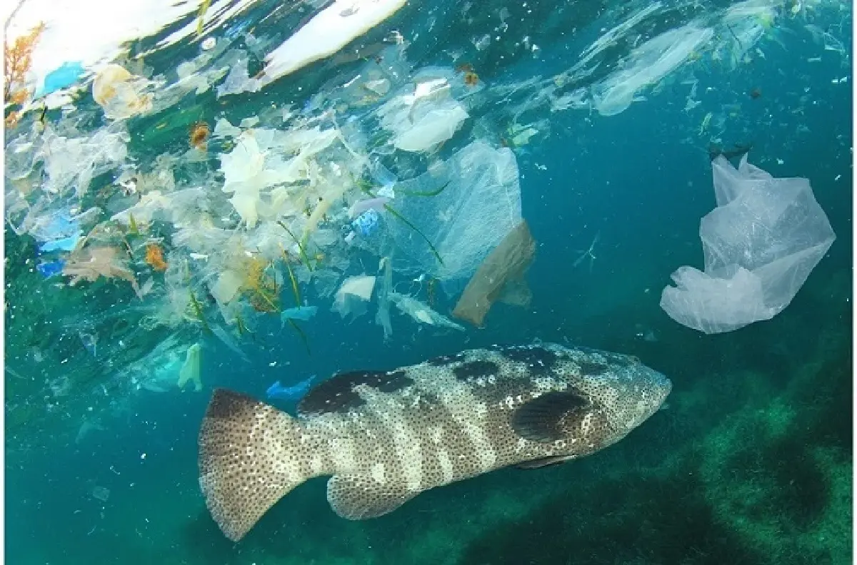 สถานการณ์พลาสติกกระทบโลก ย้อนกลับสู่มนุษย์