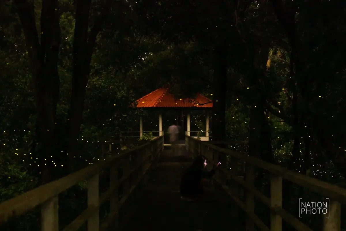 1 ปีมีครั้ง ฤดูกาลหิ่งห้อย ชมปรากฏการณ์ธรรมชาติสุดตระการตา