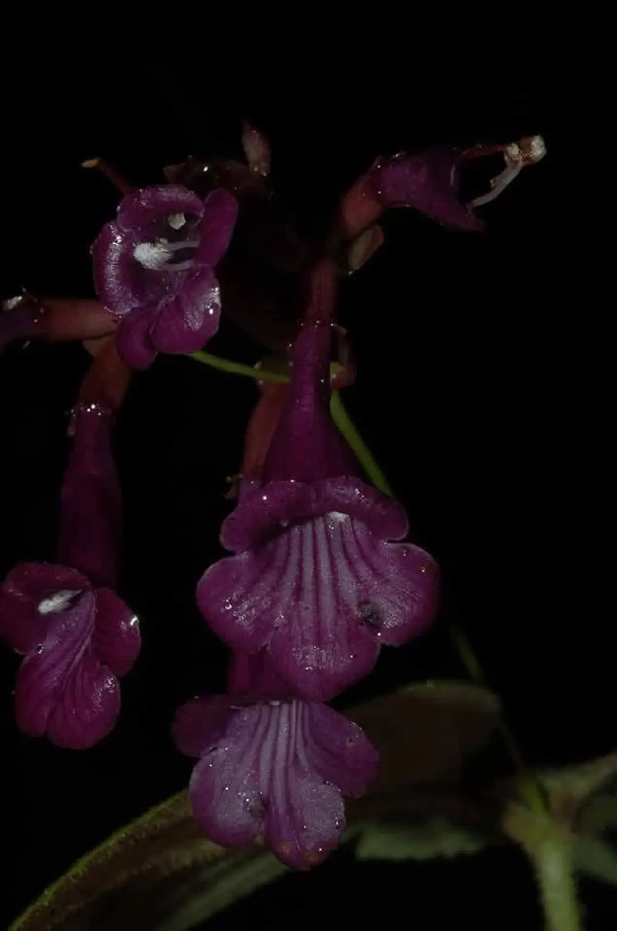 ดอกนี้หายากมาก 'ข้าวก่ำผา' endemic พบที่เดียวในโลก ประเทศไทย