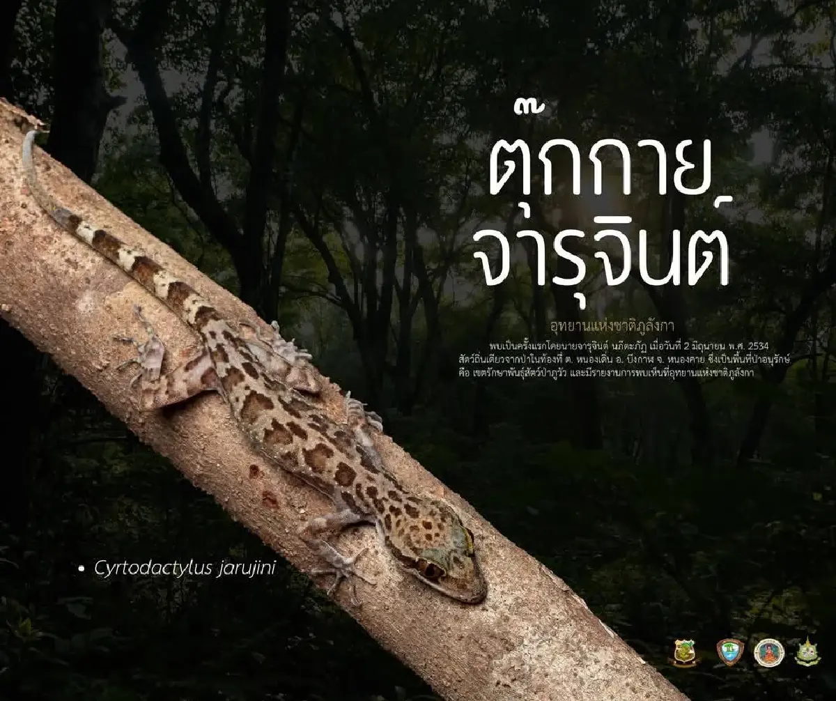 เปิดม่านปริศนา นักพรางตัวภูลังกา 'ตุ๊กกายจารุจินต์' สุดลึกลับ