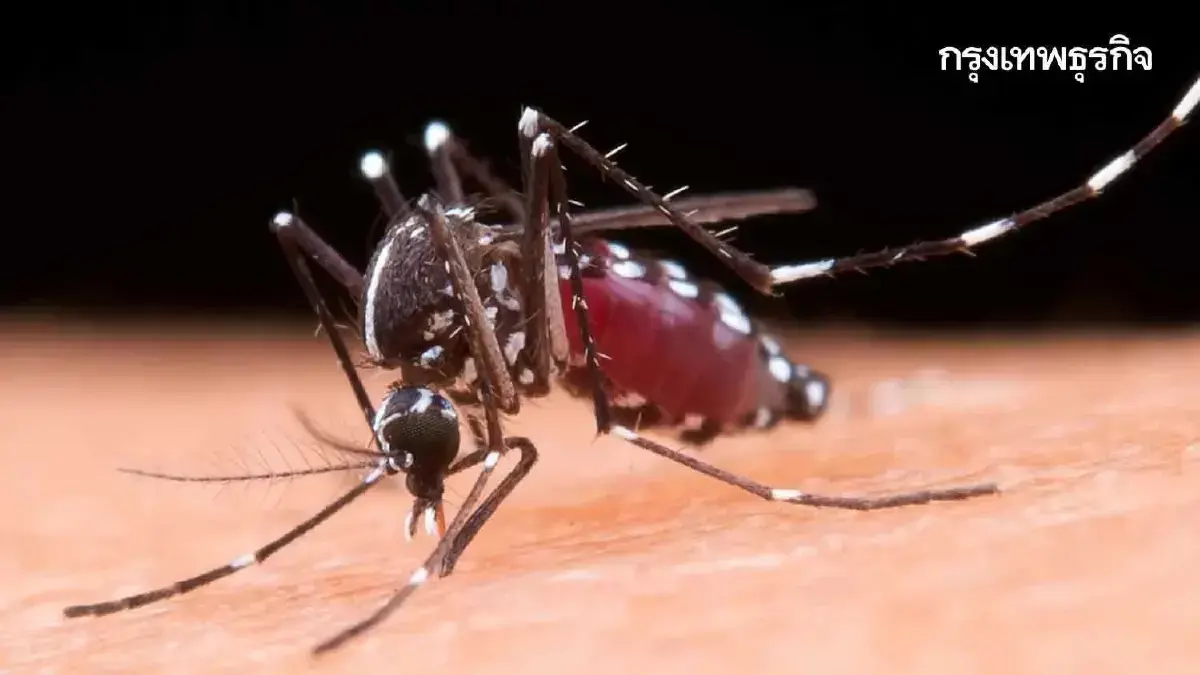 สถานการณ์โรคไข้เลือดออกน่าห่วง กทม.ป่วยสะสม 787 คน ทั่วไทยตาย 16