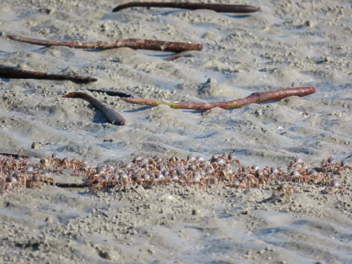 ตื่นตา 'ปูทหาร' ยกขบวนโชว์ตัวเต็มหาดเขาแบนะ อช.หาดเจ้าไหม
