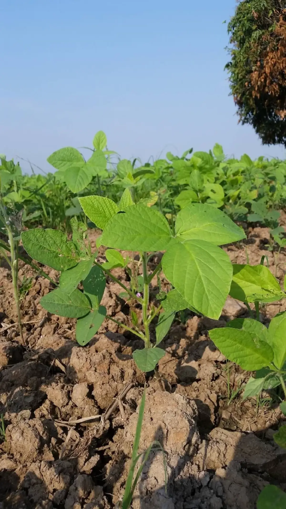 กองทุนเอฟทีเอ  หนุนผลิตถั่วเหลืองอินทรีย์–แฟร์เทรด ศรีสะเกษ