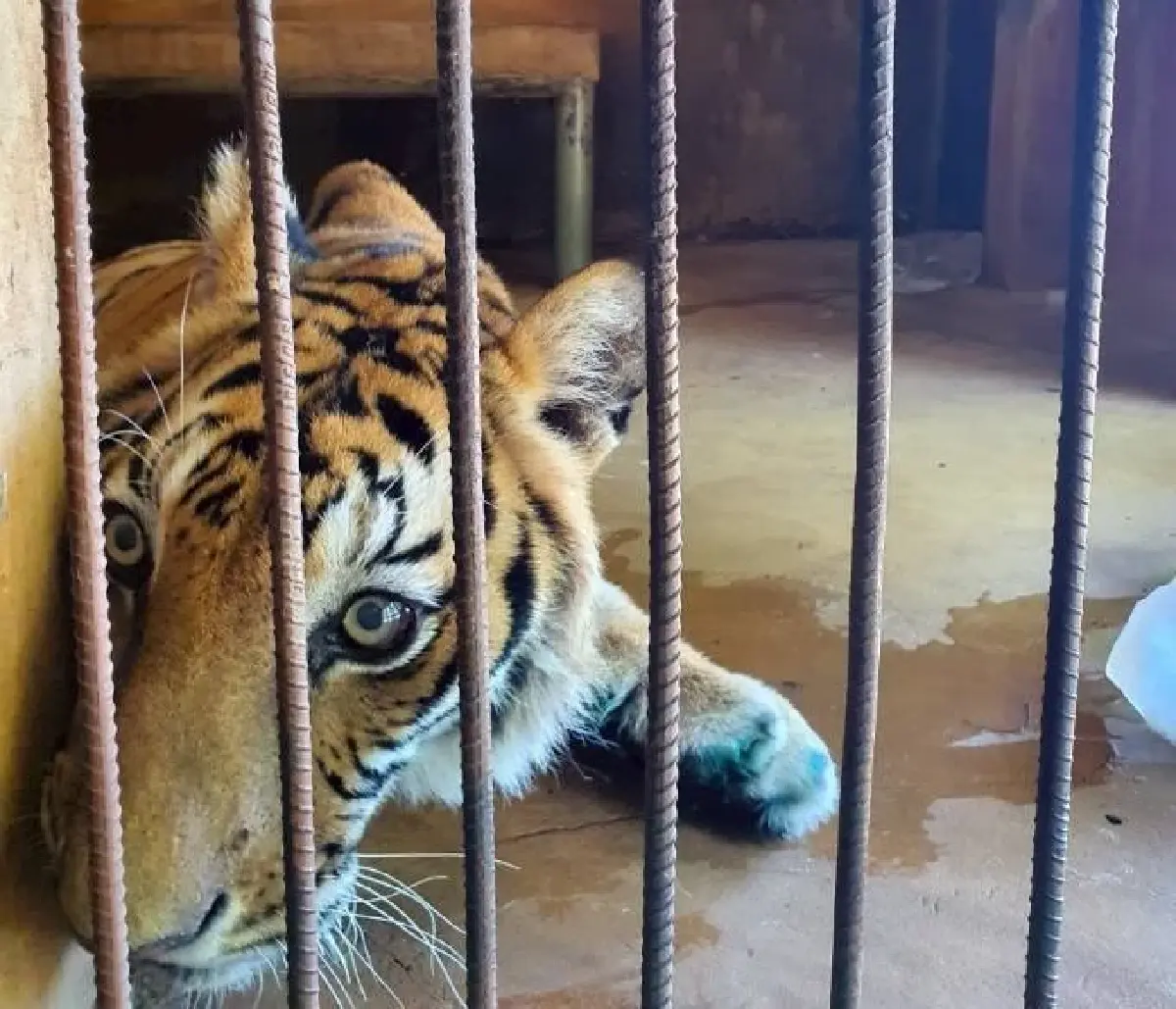 ไทยพบเสือโคร่ง ป่วยมะเร็งเต้านม กระจายปอด ช่วยชีวิต ทำเคมีบำบัด