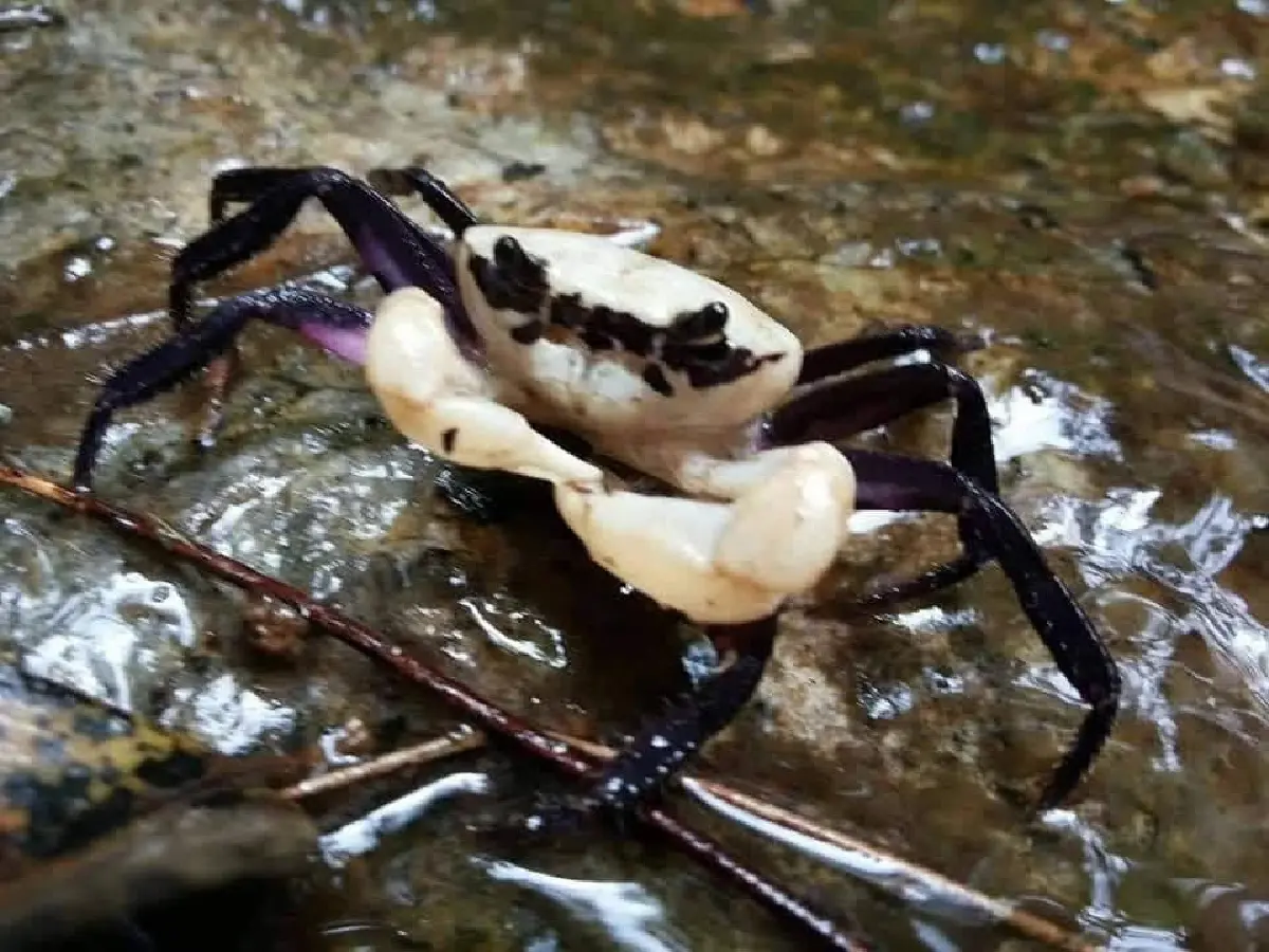 รู้จัก 'ปูเจ้าฟ้า' รูปลักษณ์สวยสะดุดตา อัญมณีแห่งผืนป่าระนอง