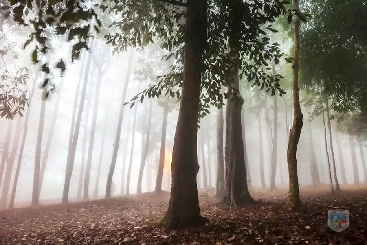 ใครอยู่เหนือบ้าง? ไปเที่ยวกัน 'ภูหินร่องกล้า' อากาศเย็นดี มีหมอก