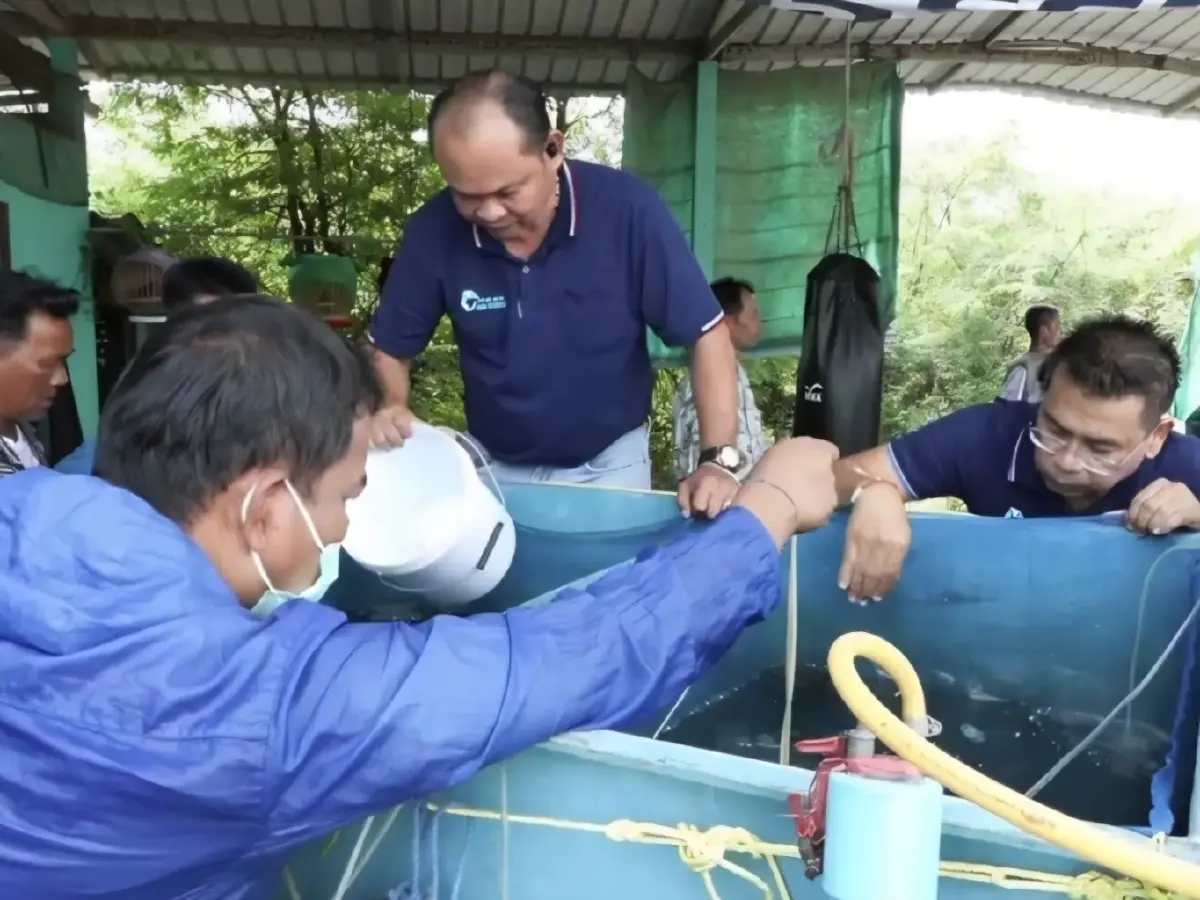 ปลากะพง คุมปลาหมอคางดำได้ผล ซีพีเอฟ-กรมประมง เดินต่อกองทุนเฟส 3