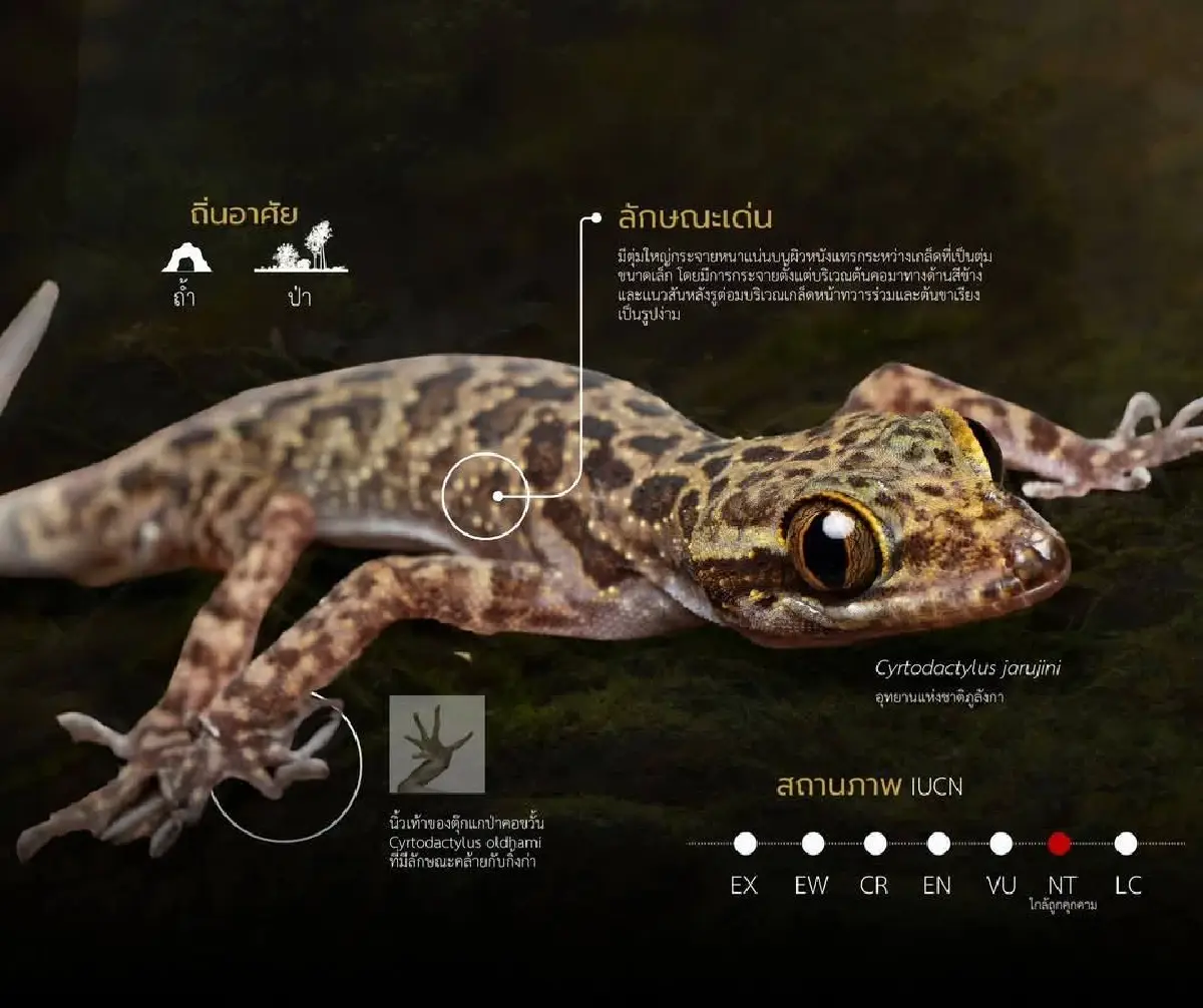 เปิดม่านปริศนา นักพรางตัวภูลังกา 'ตุ๊กกายจารุจินต์' สุดลึกลับ