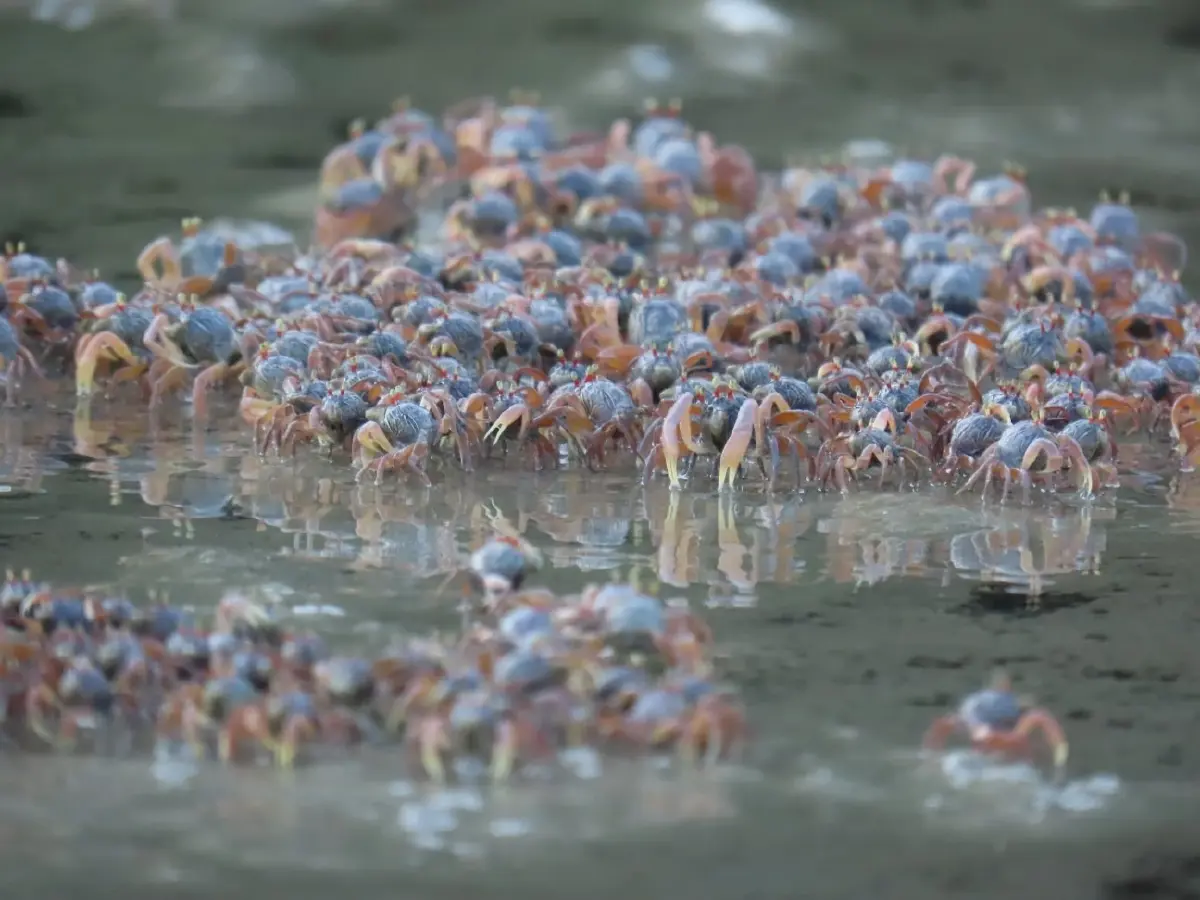 ตื่นตา 'ปูทหาร' ยกขบวนโชว์ตัวเต็มหาดเขาแบนะ อช.หาดเจ้าไหม