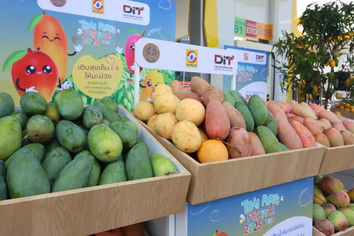 SUSCO ร่วม กระทรวงพาณิชย์ ช่วยเหลือเกษตรกร ผู้ปลูกมะม่วงภาคเหนือ