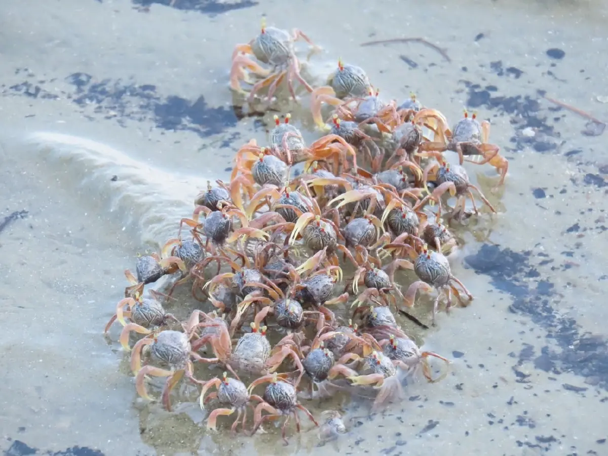 ตื่นตา 'ปูทหาร' ยกขบวนโชว์ตัวเต็มหาดเขาแบนะ อช.หาดเจ้าไหม