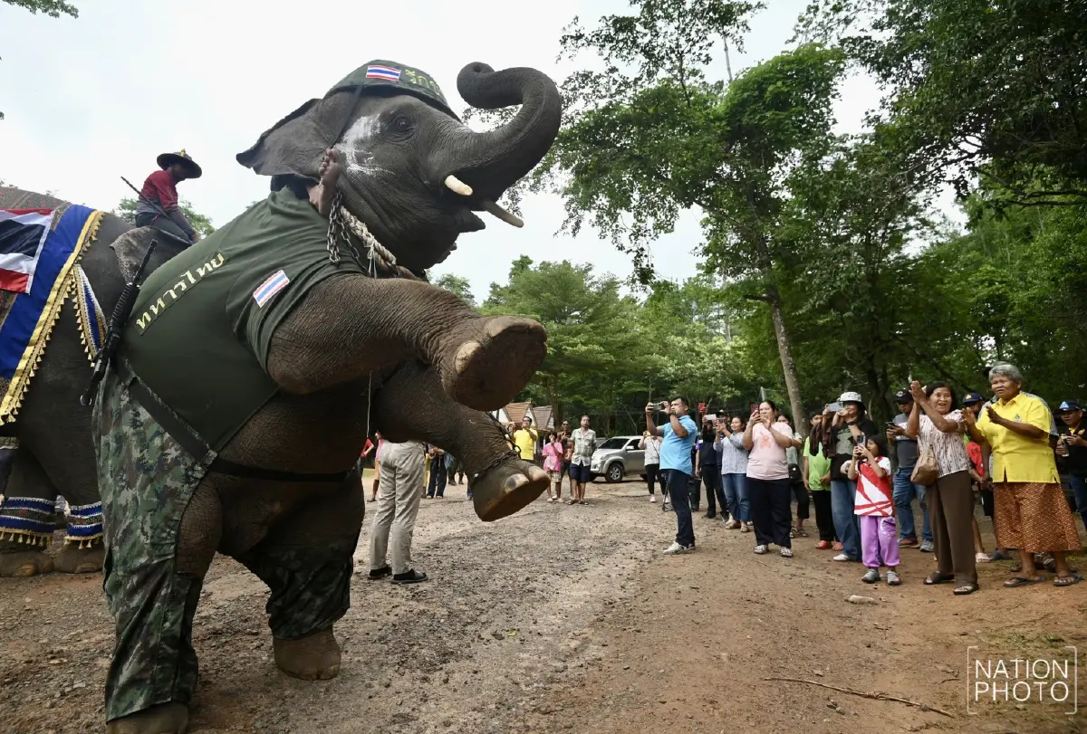 น่ารัก! น้องช้างจัดเต็ม แต่งชุดทหาร-พยาบาล ให้กำลังใจทหารชายแดน