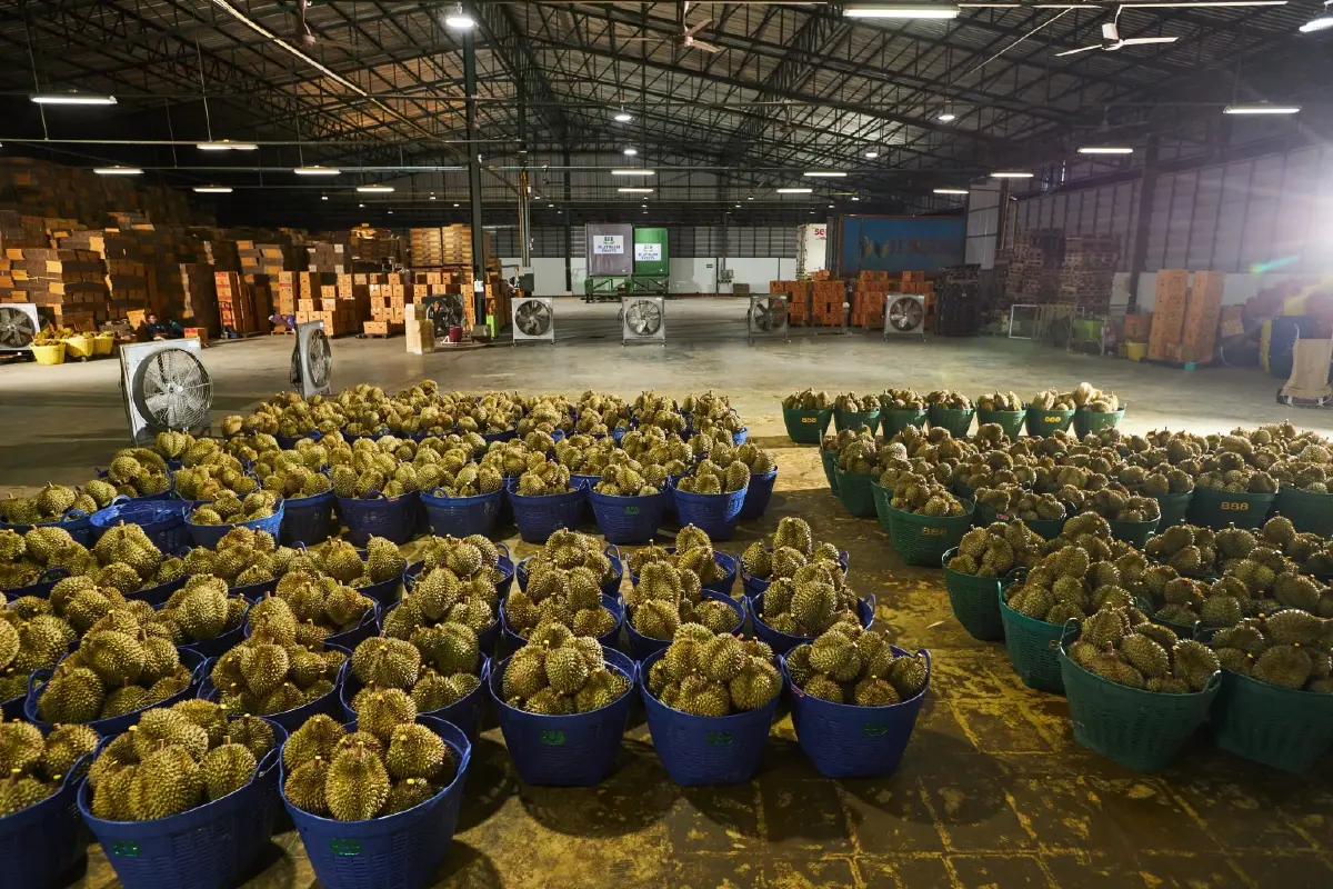 จีนยืนหนึ่งทุเรียนไทย เน้นปลอดภัย ซบตลาดพรีเมี่ยมคือทางออก