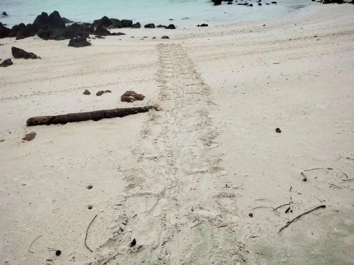 พบอีก 'เต่ากระ' วางไข่ 169 ฟอง ชายหาดเกาะทะลุ นับเป็นรังที่ 8 ของปี