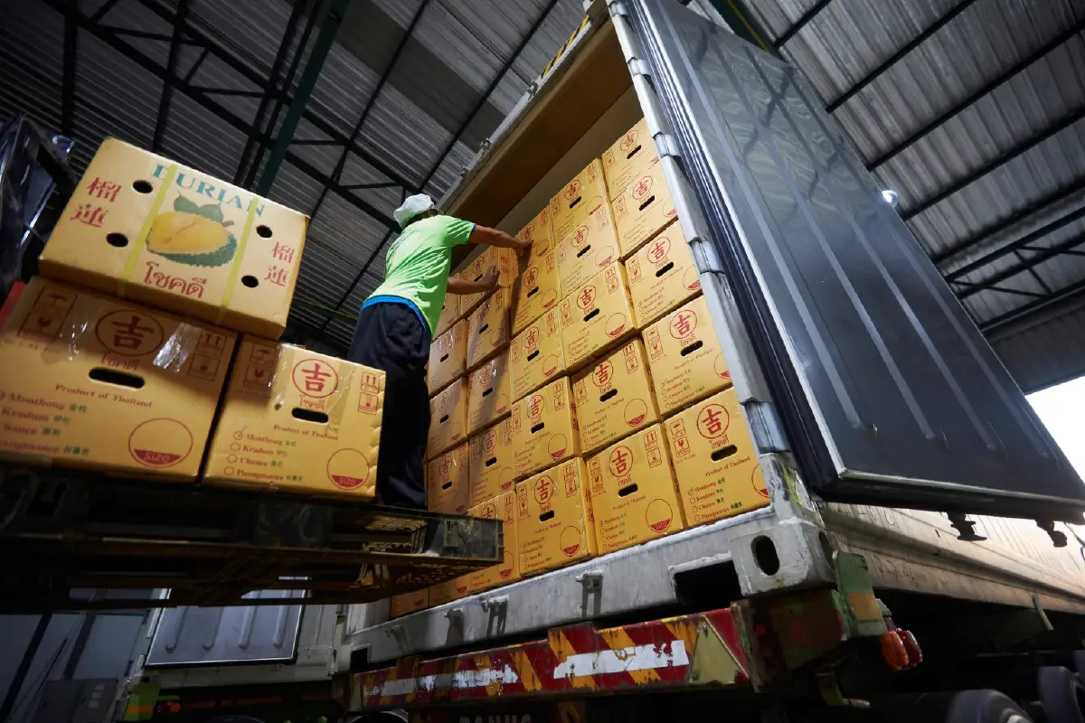 จีนยืนหนึ่งทุเรียนไทย เน้นปลอดภัย ซบตลาดพรีเมี่ยมคือทางออก