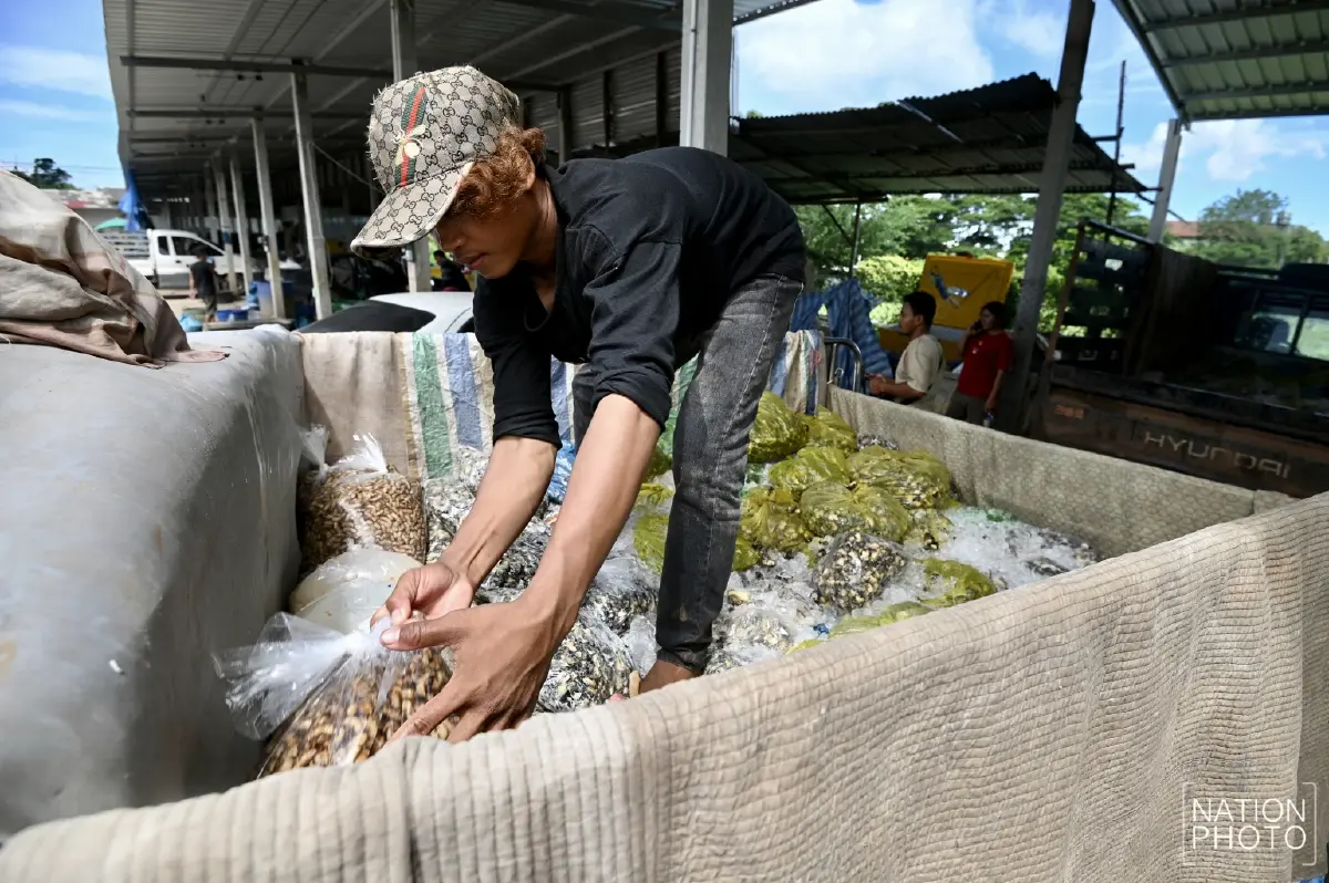 กระทบหนัก! ชาวกัมพูชาขายเห็ดได้น้อย จำกัดเวลาเปิดปิดด่าน