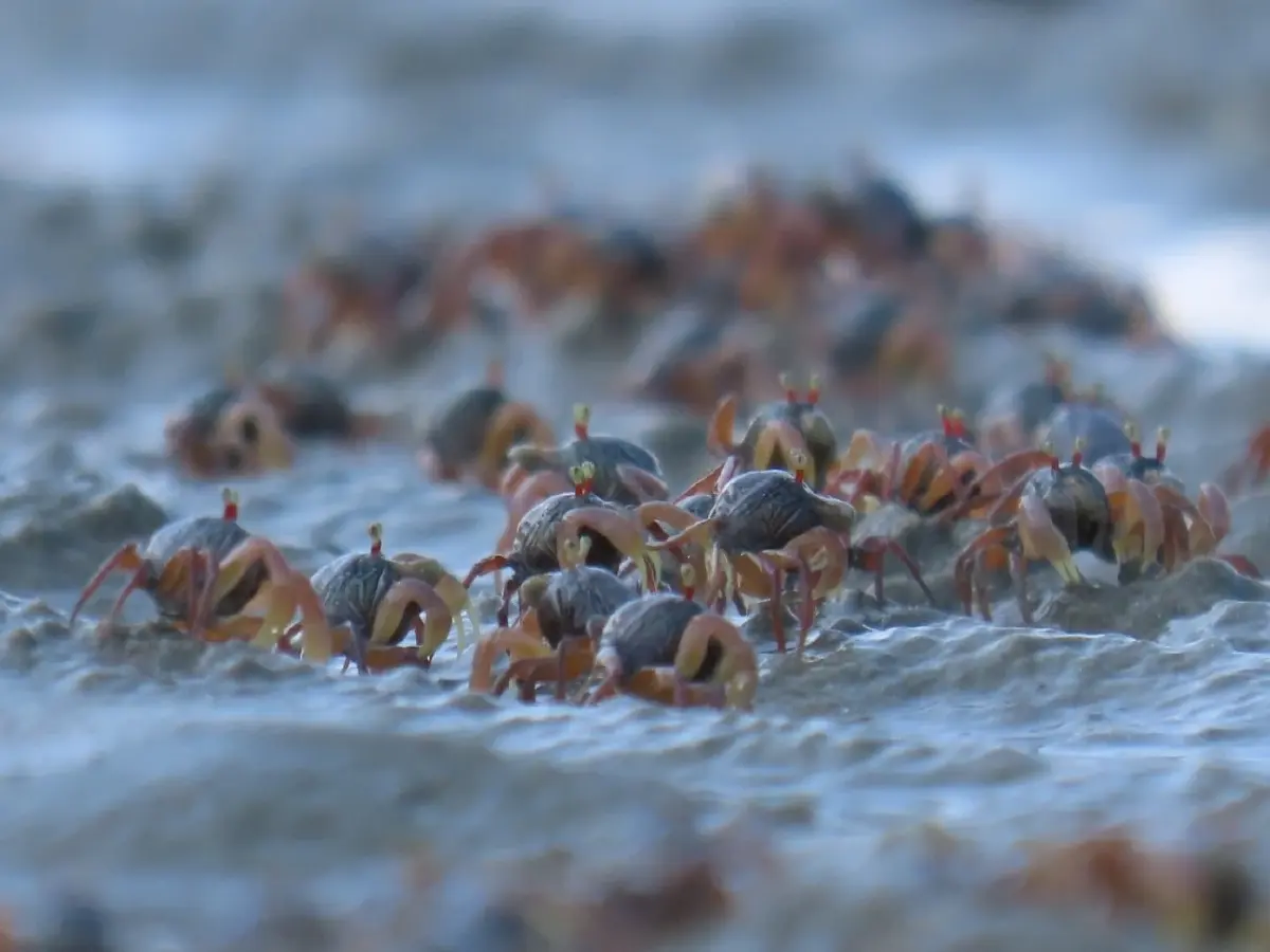 ตื่นตา 'ปูทหาร' ยกขบวนโชว์ตัวเต็มหาดเขาแบนะ อช.หาดเจ้าไหม