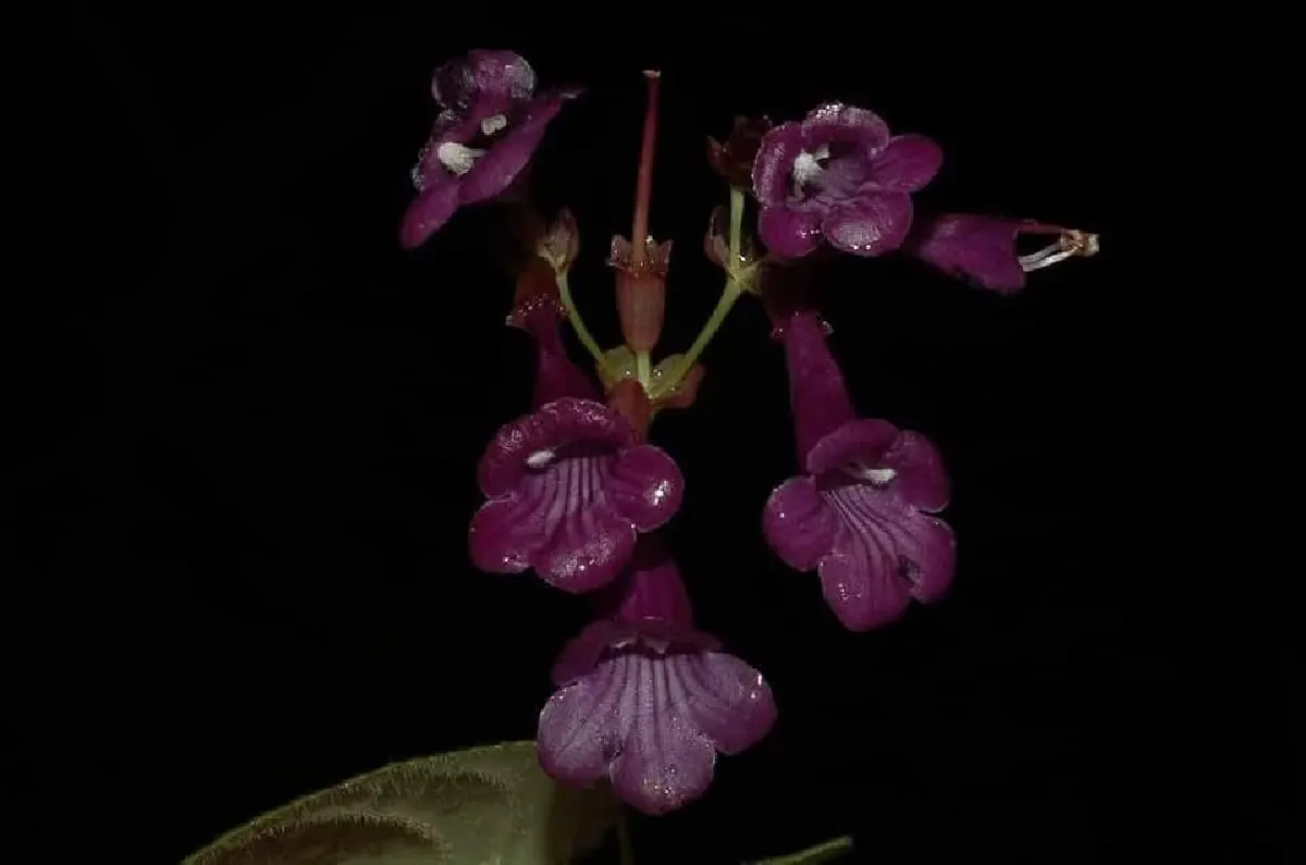 ดอกนี้หายากมาก 'ข้าวก่ำผา' endemic พบที่เดียวในโลก ประเทศไทย