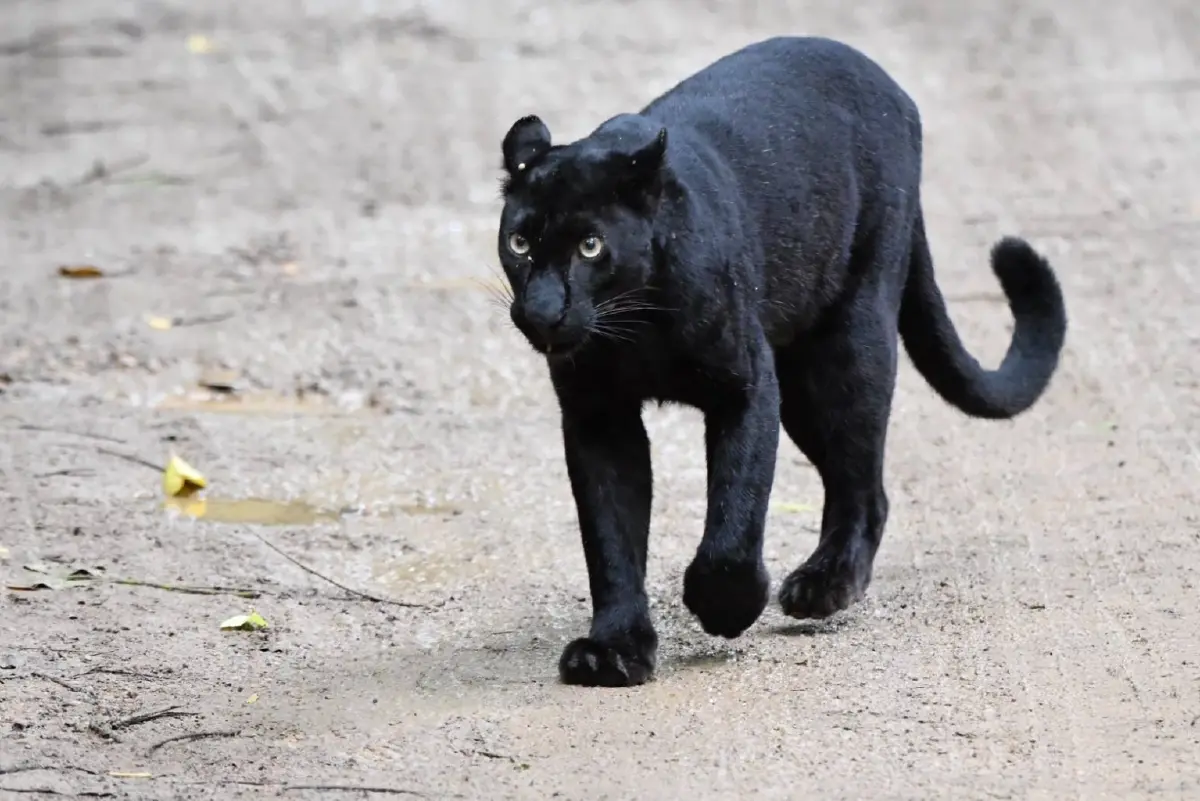 ภาพล่าสุด เสือดำ สุดสง่า เดินอวดโฉมนทท. อุทยานแห่งชาติแก่งกระจาน