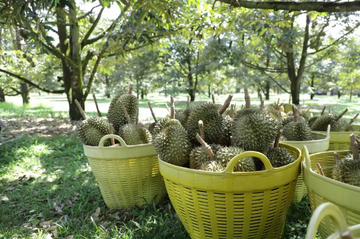 กรมส่งเสริมการเกษตร งัด 8 มาตรการคุมคุณภาพผลไม้ ภาคเหนือ ใต้ ปี68