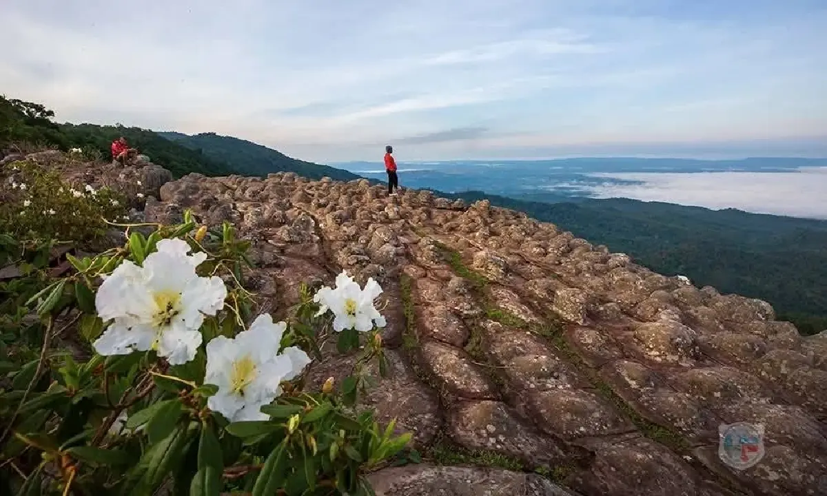 ใครอยู่เหนือบ้าง? ไปเที่ยวกัน 'ภูหินร่องกล้า' อากาศเย็นดี มีหมอก
