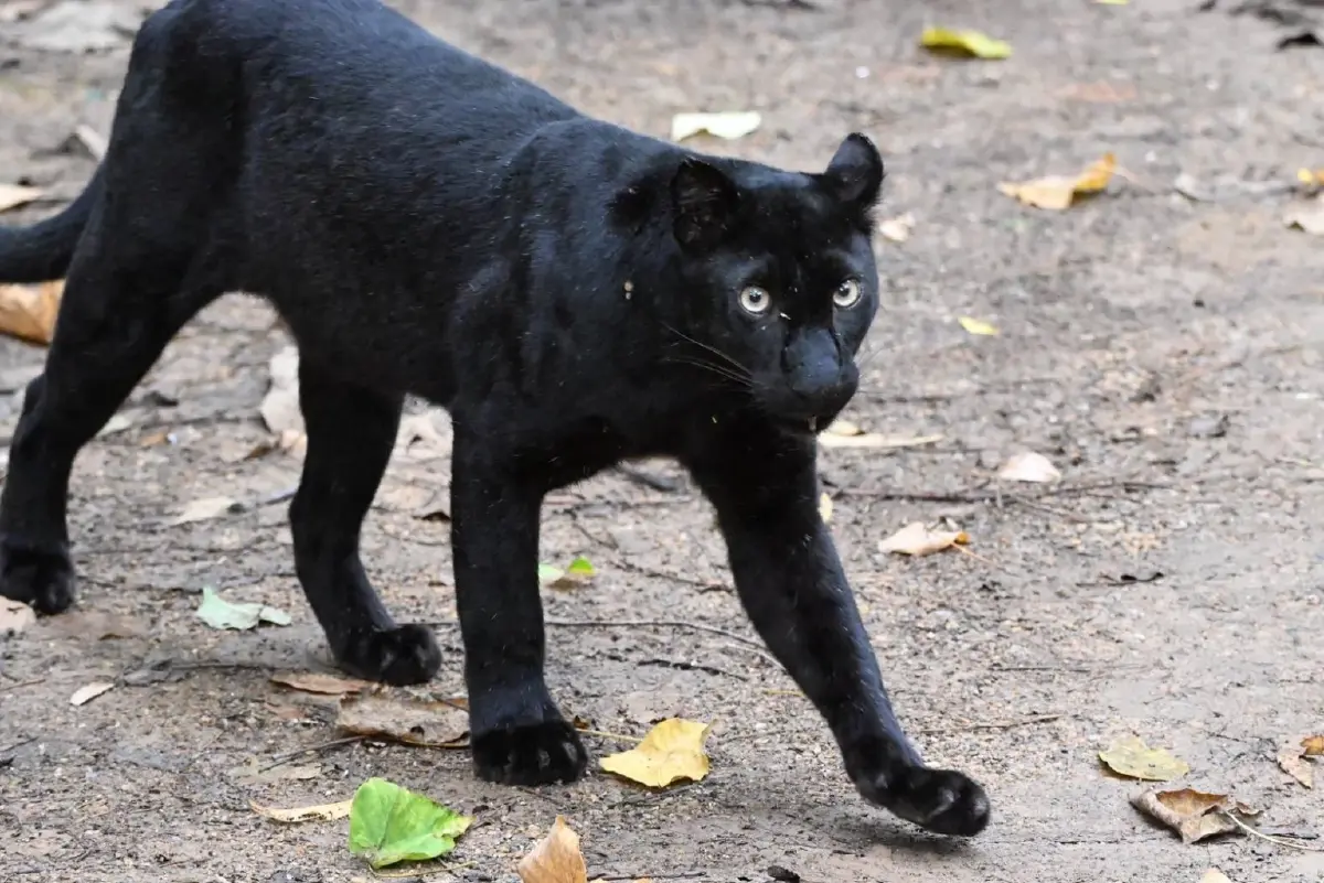 ภาพล่าสุด เสือดำ สุดสง่า เดินอวดโฉมนทท. อุทยานแห่งชาติแก่งกระจาน