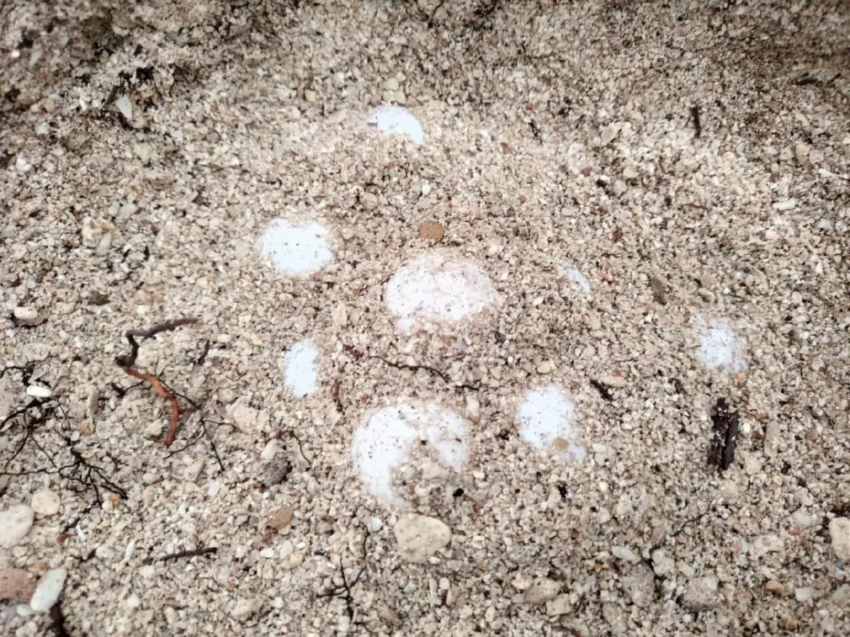 พบอีก 'เต่ากระ' วางไข่ 169 ฟอง ชายหาดเกาะทะลุ นับเป็นรังที่ 8 ของปี