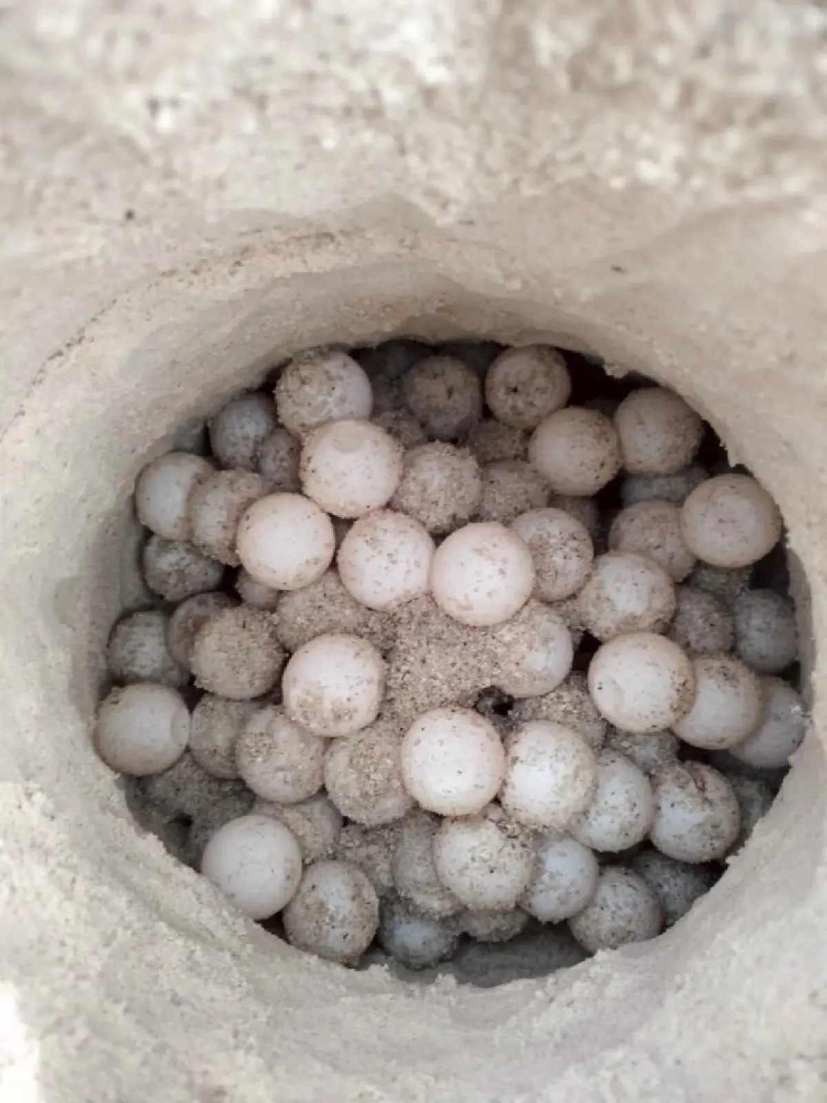 พบอีก 'เต่ากระ' วางไข่ 169 ฟอง ชายหาดเกาะทะลุ นับเป็นรังที่ 8 ของปี