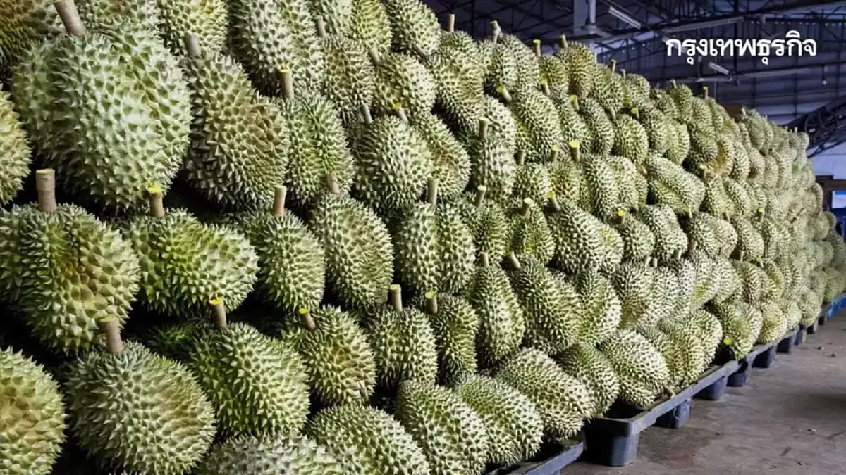 ทุเรียนฟีเวอร์! กินผิดชีวิตเปลี่ยน ห้ามกินกับอะไร? กลุ่มเสี่ยงต้องระวัง