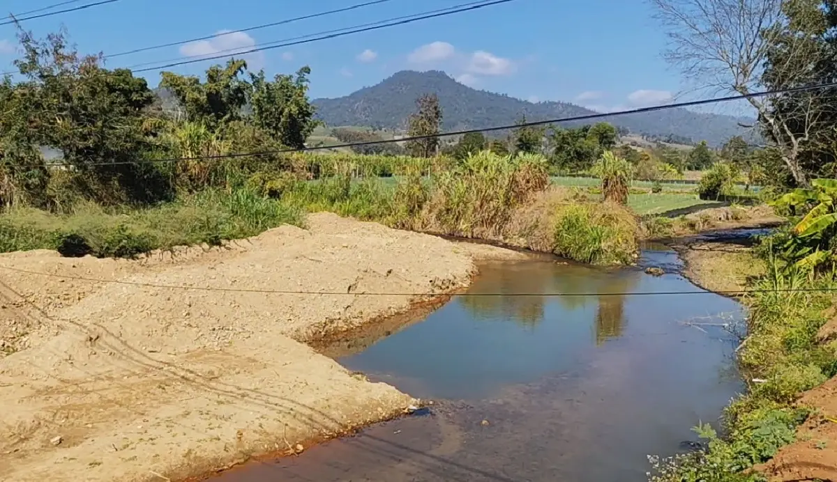 ต้นปิง...ที่เมืองนะ