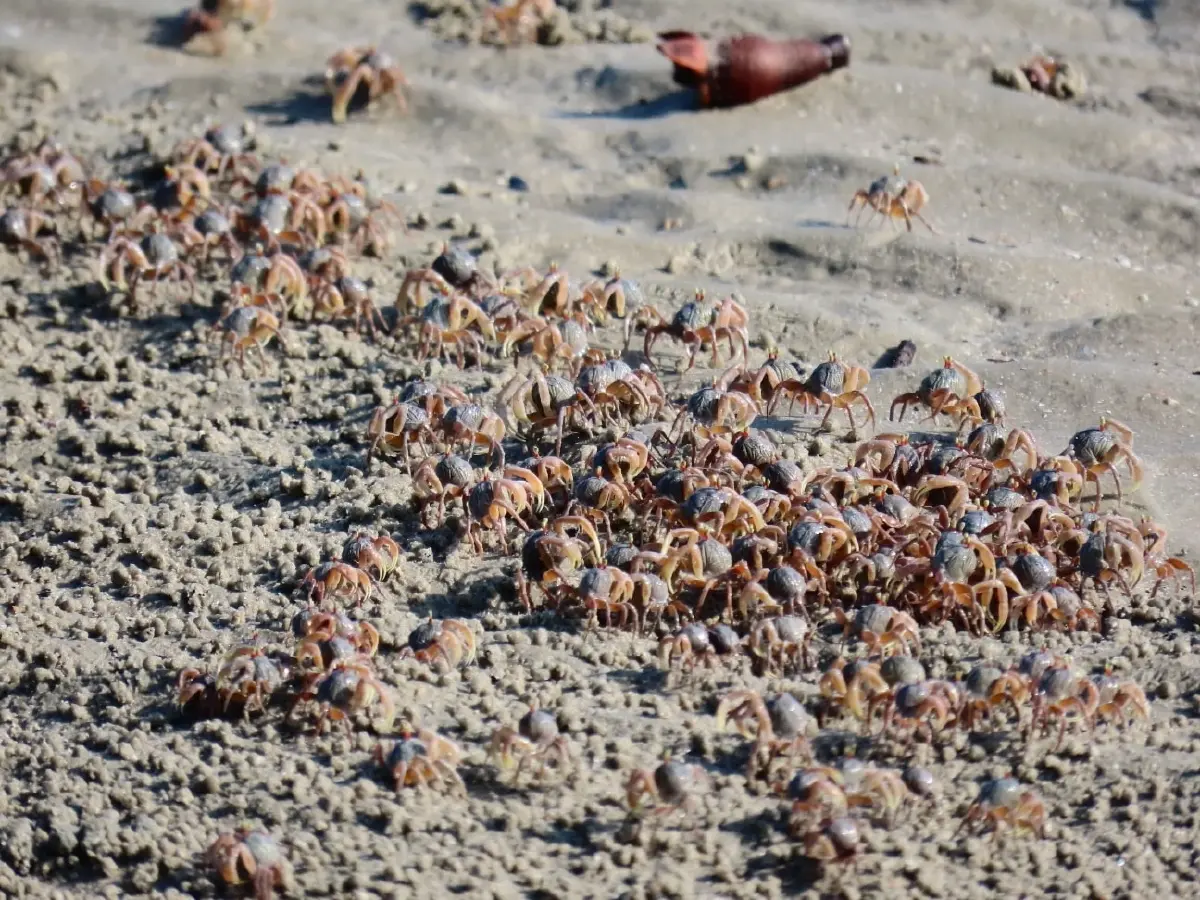 ตื่นตา 'ปูทหาร' ยกขบวนโชว์ตัวเต็มหาดเขาแบนะ อช.หาดเจ้าไหม