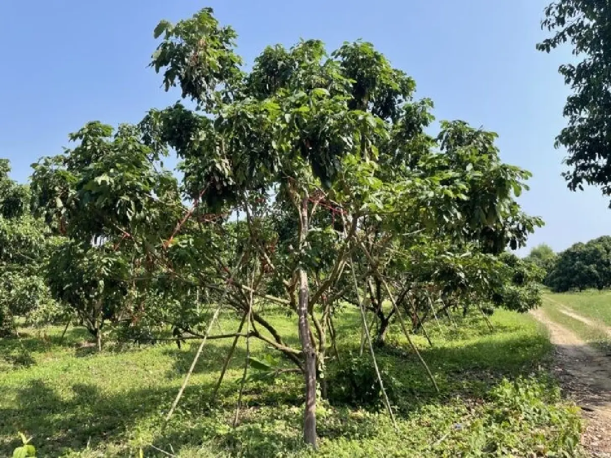 กรมส่งเสริมการเกษตร ยึด4 แผน  ลดผลกระทบน้ำท่วมพื้นที่การเกษตร